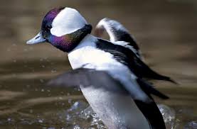 bufflehead