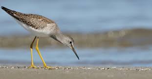 greater-yellowlegs