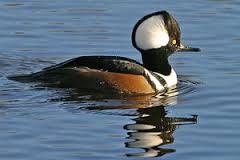 hooded-merganser