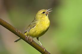 orange-crowned-warbler