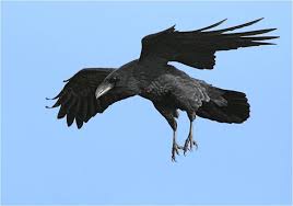 raven