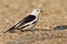snow-bunting