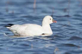 snowgoose